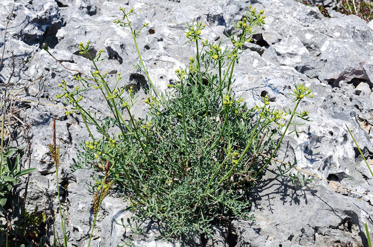Habitus